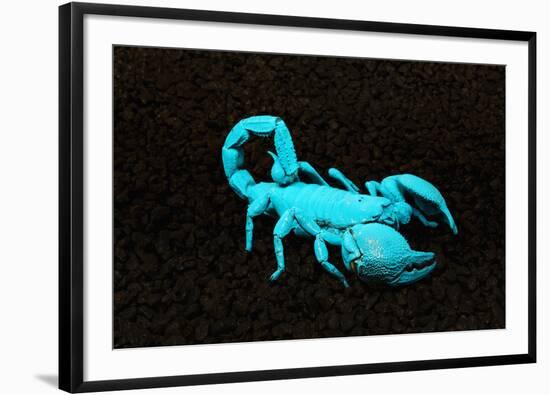 USA, California. Emperor scorpion under black light.-Jaynes Gallery-Framed Photographic Print