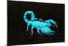USA, California. Emperor scorpion under black light.-Jaynes Gallery-Mounted Photographic Print