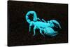 USA, California. Emperor scorpion under black light.-Jaynes Gallery-Stretched Canvas