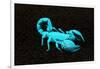 USA, California. Emperor scorpion under black light.-Jaynes Gallery-Framed Photographic Print