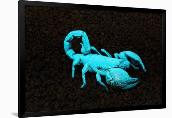 USA, California. Emperor scorpion under black light.-Jaynes Gallery-Framed Photographic Print