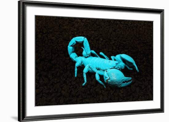 USA, California. Emperor scorpion under black light.-Jaynes Gallery-Framed Premium Photographic Print