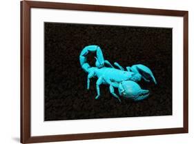 USA, California. Emperor scorpion under black light.-Jaynes Gallery-Framed Premium Photographic Print