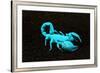 USA, California. Emperor scorpion under black light.-Jaynes Gallery-Framed Premium Photographic Print