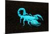 USA, California. Emperor scorpion under black light.-Jaynes Gallery-Mounted Premium Photographic Print