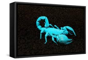 USA, California. Emperor scorpion under black light.-Jaynes Gallery-Framed Stretched Canvas