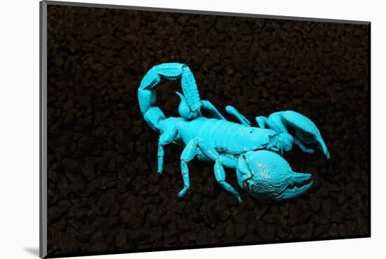 USA, California. Emperor scorpion under black light.-Jaynes Gallery-Mounted Photographic Print