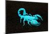 USA, California. Emperor scorpion under black light.-Jaynes Gallery-Mounted Photographic Print