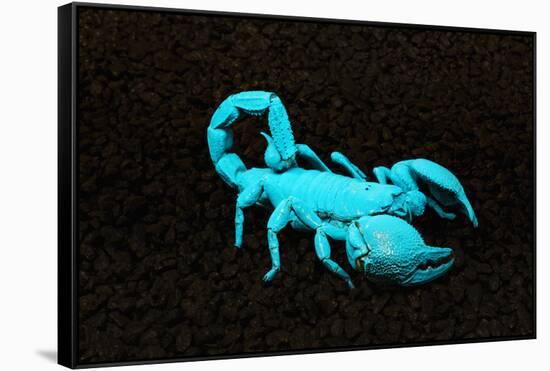USA, California. Emperor scorpion under black light.-Jaynes Gallery-Framed Stretched Canvas