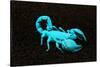 USA, California. Emperor scorpion under black light.-Jaynes Gallery-Stretched Canvas