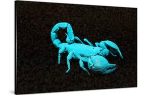 USA, California. Emperor scorpion under black light.-Jaynes Gallery-Stretched Canvas