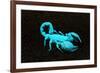 USA, California. Emperor scorpion under black light.-Jaynes Gallery-Framed Photographic Print