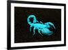 USA, California. Emperor scorpion under black light.-Jaynes Gallery-Framed Photographic Print