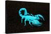 USA, California. Emperor scorpion under black light.-Jaynes Gallery-Stretched Canvas