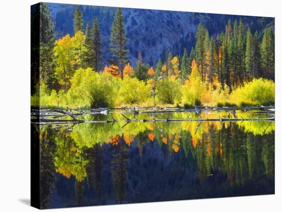 USA, California, Fall Colors Reflecting in a Beaver Pond-Jaynes Gallery-Stretched Canvas