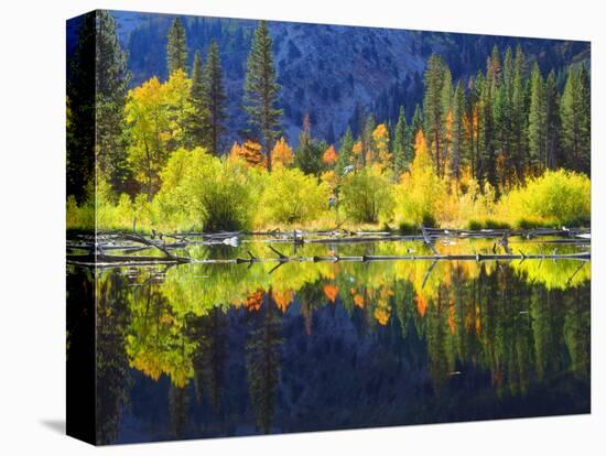 USA, California, Fall Colors Reflecting in a Beaver Pond-Jaynes Gallery-Stretched Canvas