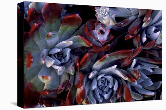 USA, California, Garrapata State Park. Red Leaf Succulent Plants-Jaynes Gallery-Stretched Canvas