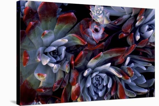 USA, California, Garrapata State Park. Red Leaf Succulent Plants-Jaynes Gallery-Stretched Canvas