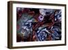 USA, California, Garrapata State Park. Red Leaf Succulent Plants-Jaynes Gallery-Framed Photographic Print