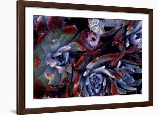 USA, California, Garrapata State Park. Red Leaf Succulent Plants-Jaynes Gallery-Framed Photographic Print