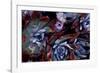 USA, California, Garrapata State Park. Red Leaf Succulent Plants-Jaynes Gallery-Framed Photographic Print