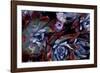 USA, California, Garrapata State Park. Red Leaf Succulent Plants-Jaynes Gallery-Framed Photographic Print