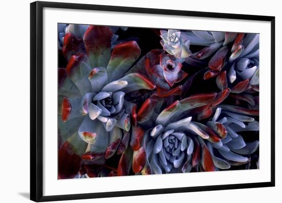 USA, California, Garrapata State Park. Red Leaf Succulent Plants-Jaynes Gallery-Framed Photographic Print