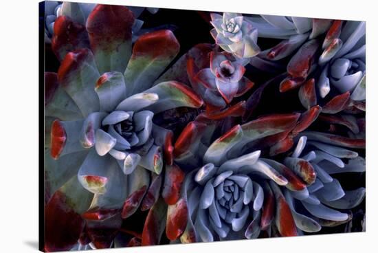 USA, California, Garrapata State Park. Red Leaf Succulent Plants-Jaynes Gallery-Stretched Canvas