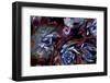 USA, California, Garrapata State Park. Red Leaf Succulent Plants-Jaynes Gallery-Framed Premium Photographic Print