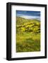 USA, California, Hemet. California goldfields and poppies-Ann Collins-Framed Photographic Print