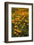 USA, California, Hemet. California poppies-Ann Collins-Framed Photographic Print