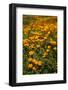 USA, California, Hemet. California poppies-Ann Collins-Framed Photographic Print