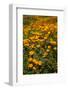USA, California, Hemet. California poppies-Ann Collins-Framed Photographic Print