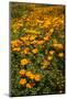 USA, California, Hemet. California poppies-Ann Collins-Mounted Photographic Print