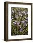 USA, California, Hemet. Caterpillar Phacelia wildflowers at Diamond Valley Lake-Ann Collins-Framed Photographic Print