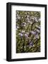 USA, California, Hemet. Caterpillar Phacelia wildflowers at Diamond Valley Lake-Ann Collins-Framed Photographic Print