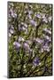 USA, California, Hemet. Caterpillar Phacelia wildflowers at Diamond Valley Lake-Ann Collins-Mounted Photographic Print