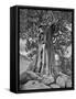 USA, California, High Sierra Juniper-John Ford-Framed Stretched Canvas