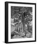 USA, California, High Sierra Juniper-John Ford-Framed Photographic Print