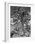 USA, California, High Sierra Juniper-John Ford-Framed Photographic Print