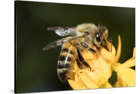 USA, California. Honey bee on flower.-Jaynes Gallery-Stretched Canvas