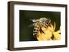 USA, California. Honey bee on flower.-Jaynes Gallery-Framed Photographic Print