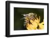 USA, California. Honey bee on flower.-Jaynes Gallery-Framed Photographic Print