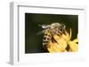 USA, California. Honey bee on flower.-Jaynes Gallery-Framed Photographic Print