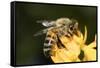 USA, California. Honey bee on flower.-Jaynes Gallery-Framed Stretched Canvas