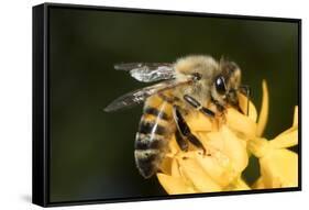 USA, California. Honey bee on flower.-Jaynes Gallery-Framed Stretched Canvas