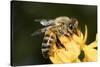 USA, California. Honey bee on flower.-Jaynes Gallery-Stretched Canvas