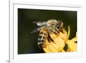 USA, California. Honey bee on flower.-Jaynes Gallery-Framed Photographic Print