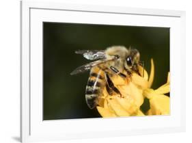 USA, California. Honey bee on flower.-Jaynes Gallery-Framed Premium Photographic Print