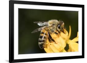 USA, California. Honey bee on flower.-Jaynes Gallery-Framed Premium Photographic Print